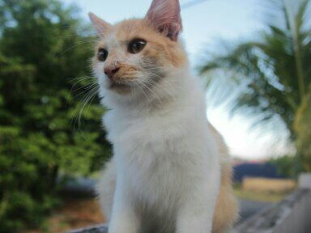 The cat