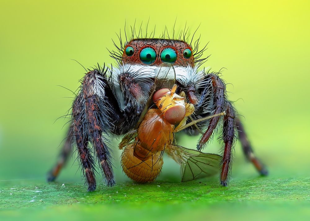 Carrhotus Viduus jumping spider and prey