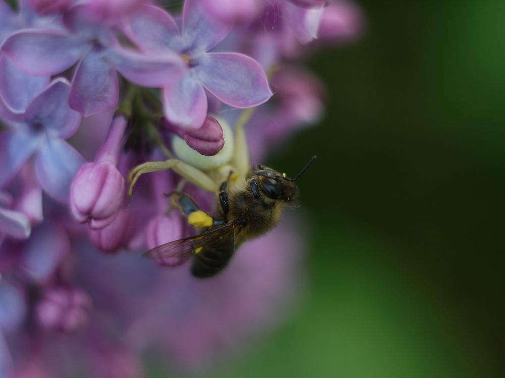 паук и пчела