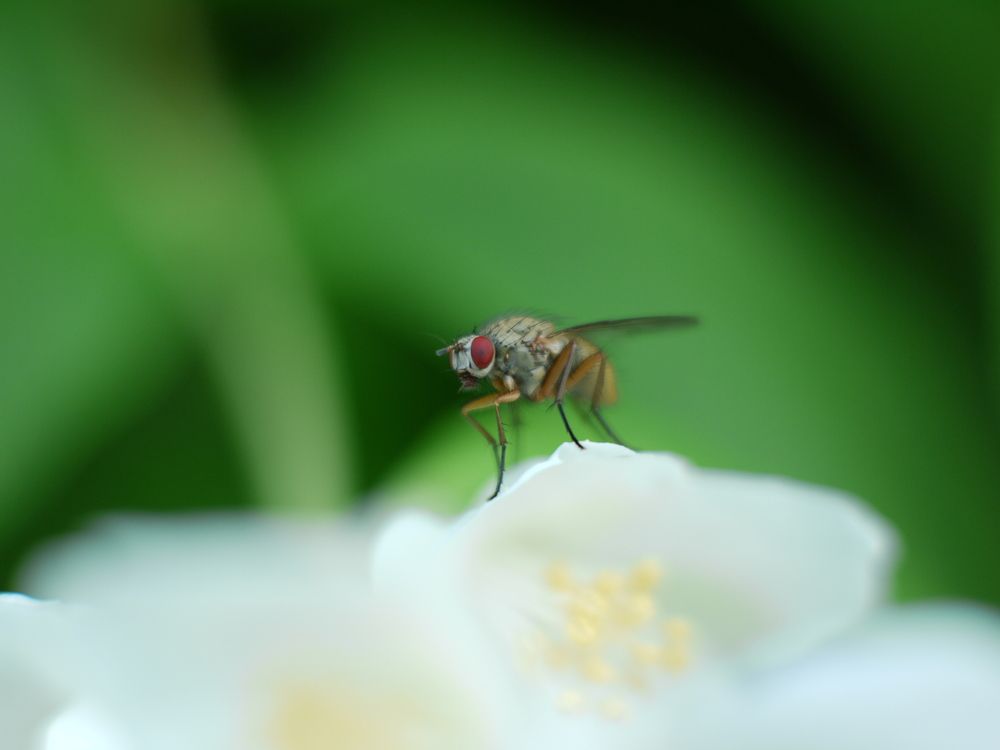 муха и жасмин