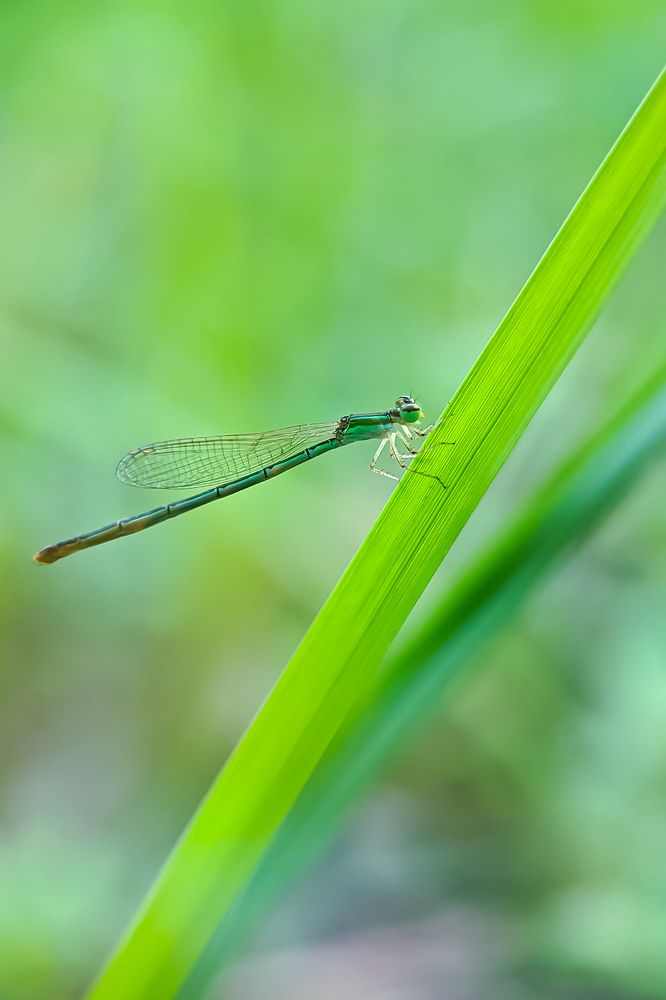 Photograph by champika chamod