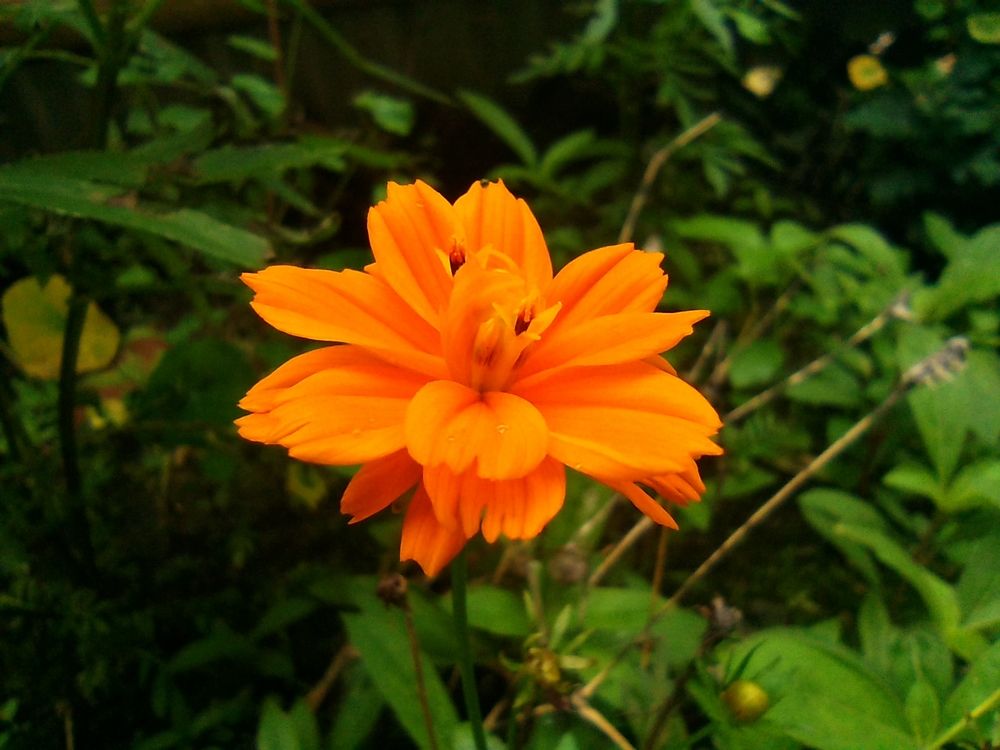 Фотография автора Raju Bhlon