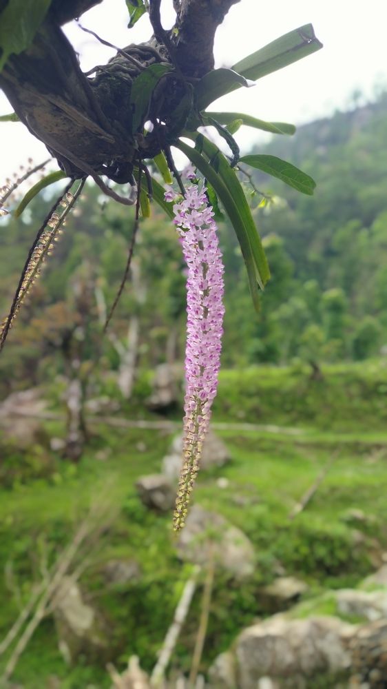 #Sunaakhari (Nepali Name)