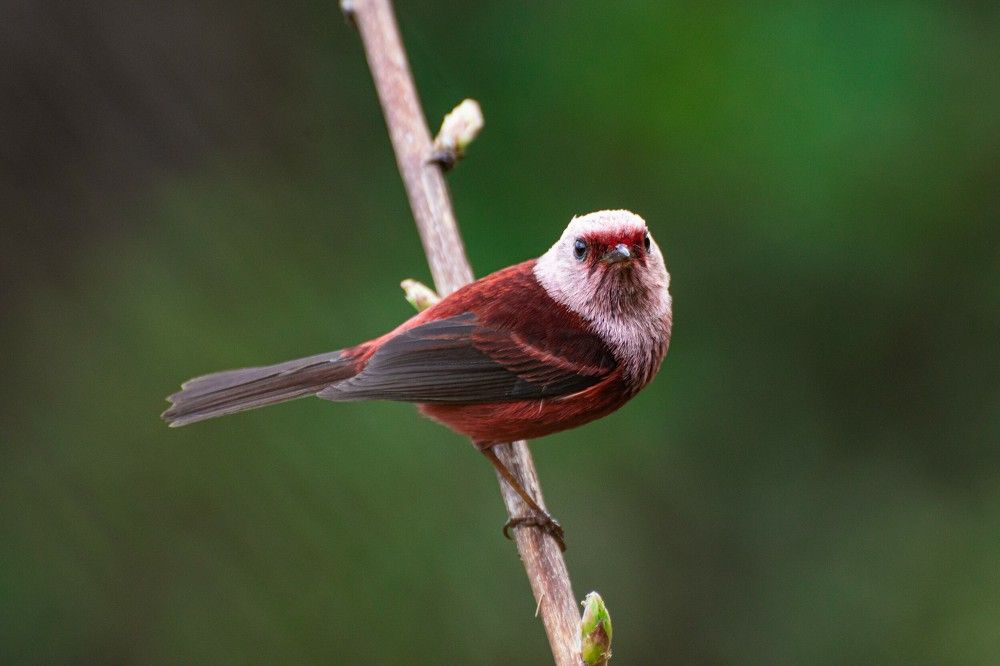 Photograph by Daniel Mérida