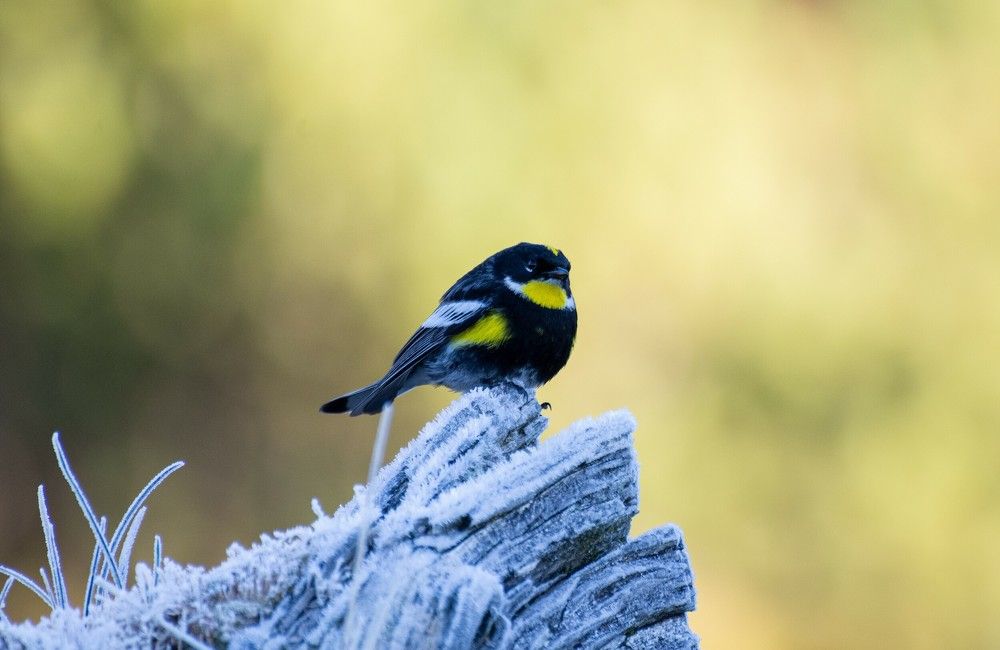 Photograph by Daniel Mérida