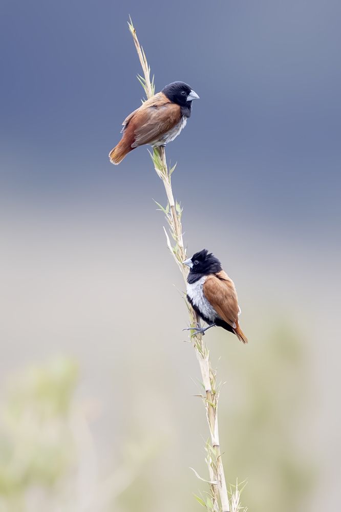 Photograph by Senadheera Danushka