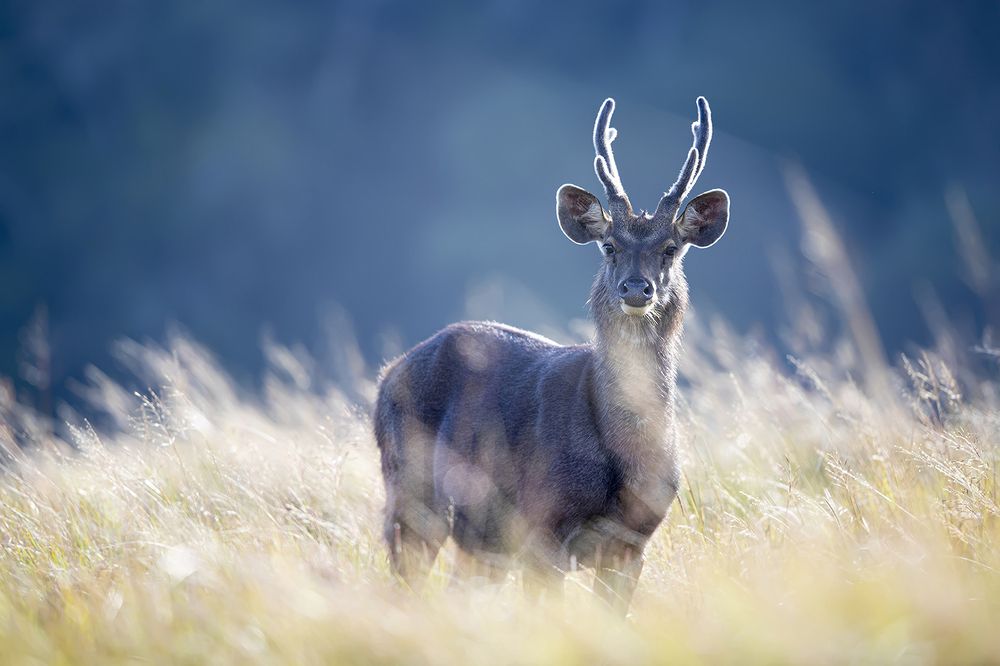 Photograph by Senadheera Danushka