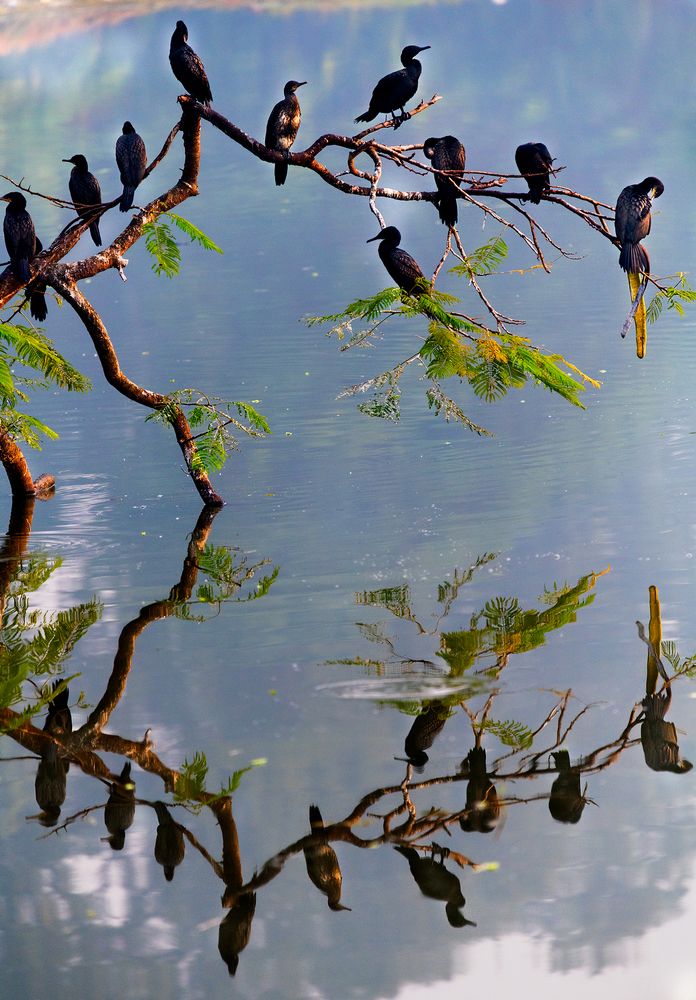 Cormorant tree