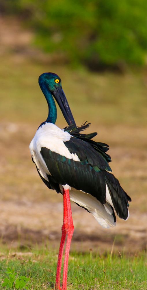 Фотография автора Randunu Jayasinghe