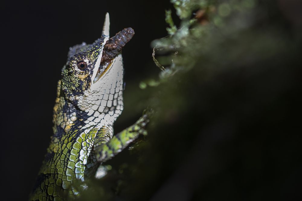 Sri Lanka rhino horned lizard with a pray