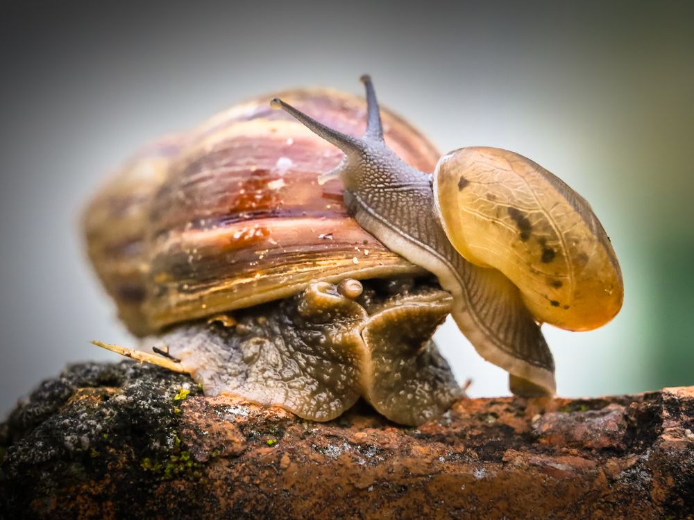 Фотография автора SOO YIT KONG