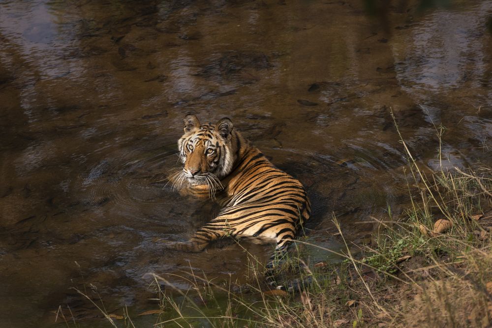 Фотография автора Sanjay Shukla