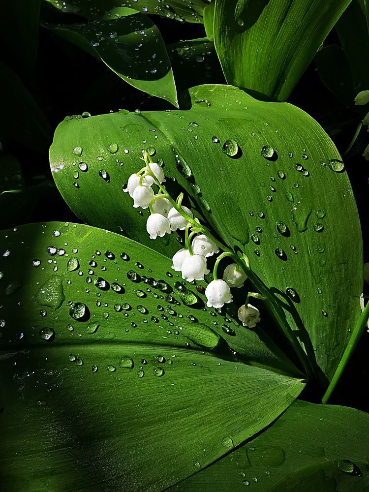 Photograph by Горбова Юлия