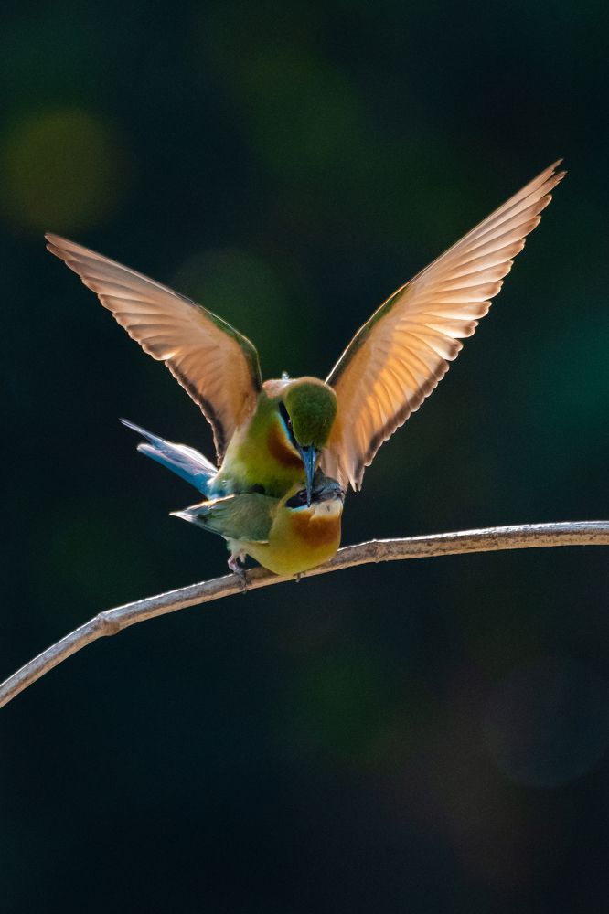 Blue tail bee eater