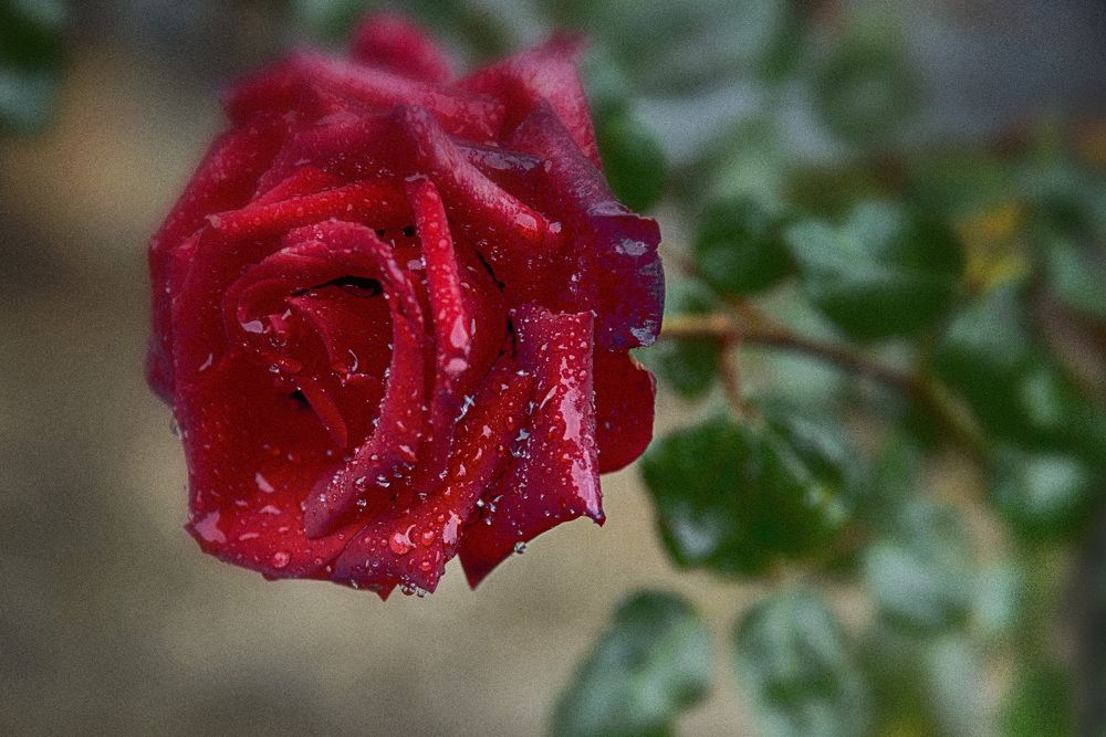 Photograph by Владимир Бутов