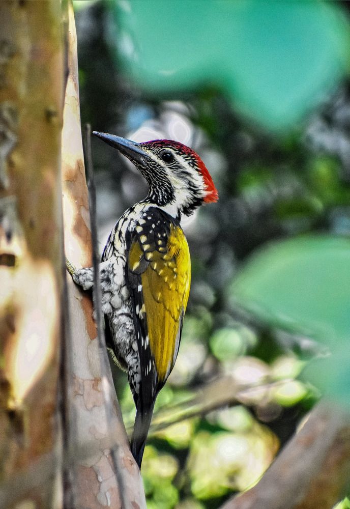 Photograph by Kamal Bhattacharjya