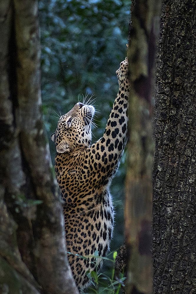 Photograph by Senanayake Kumara