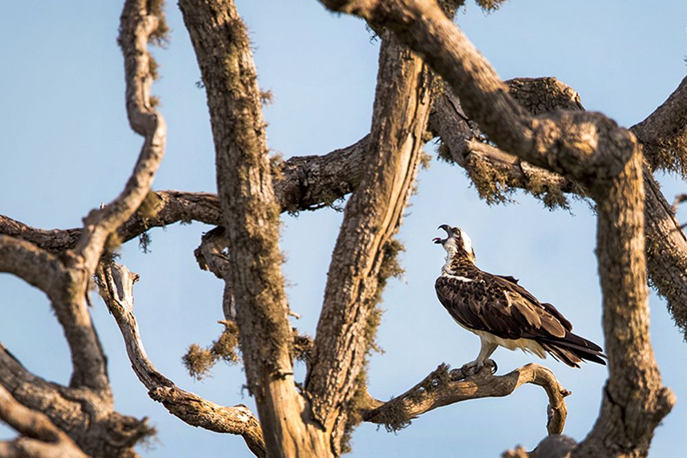 Photograph by Senanayake Kumara