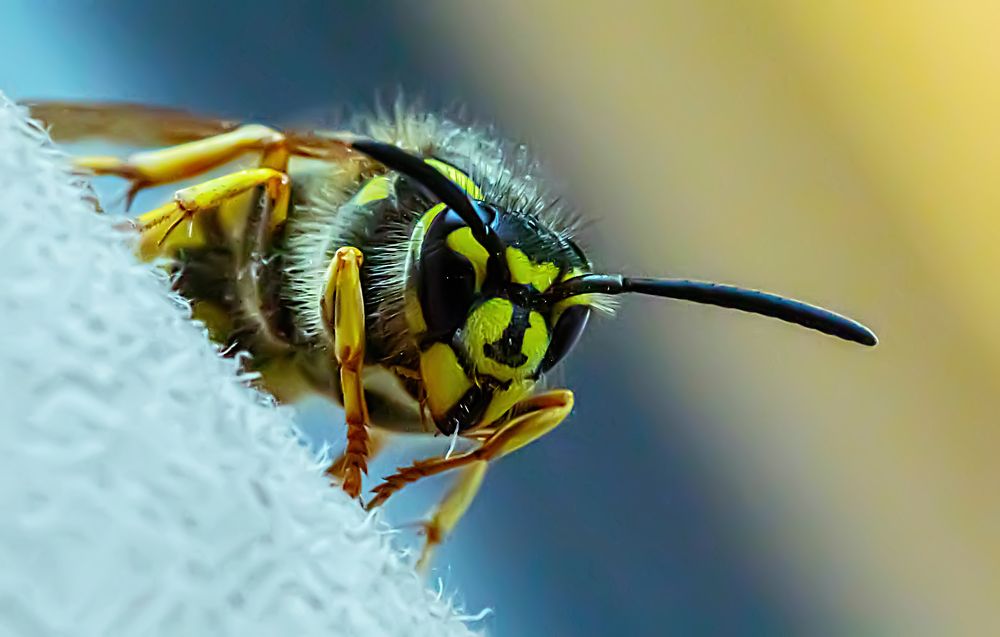 Wasp