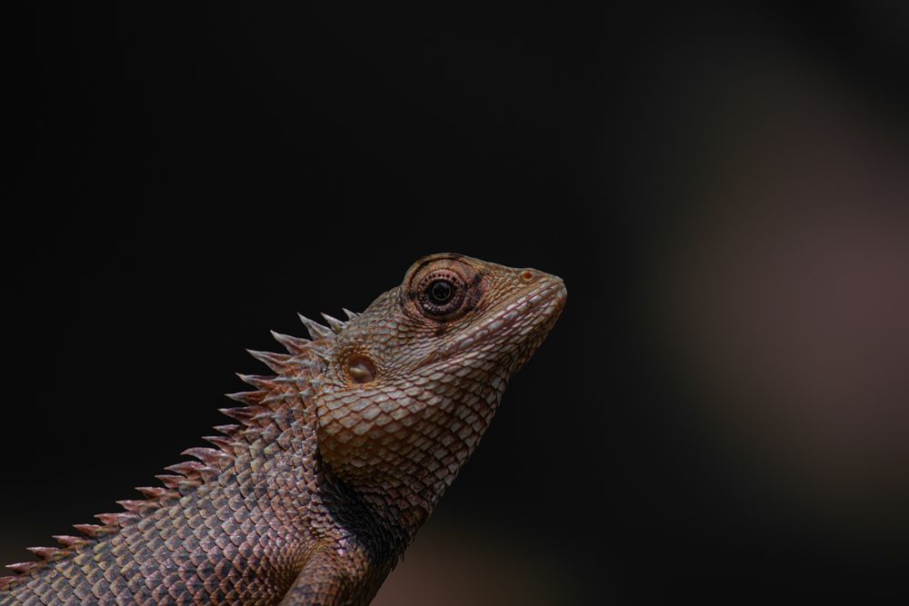 Photograph by Kushan Madushanka Sonnadara