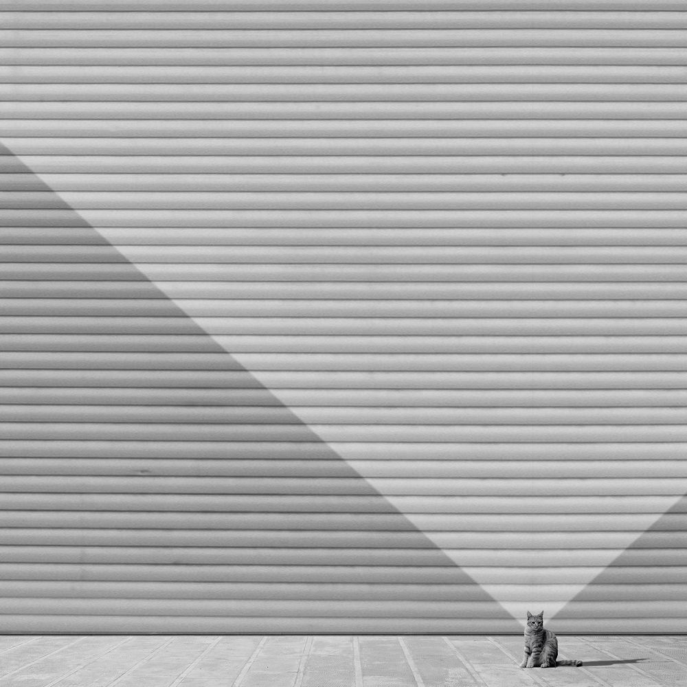 Фотография автора Ali Zolghadri