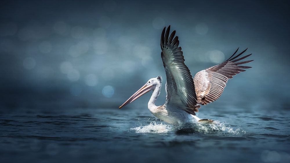 Pelican to the flight