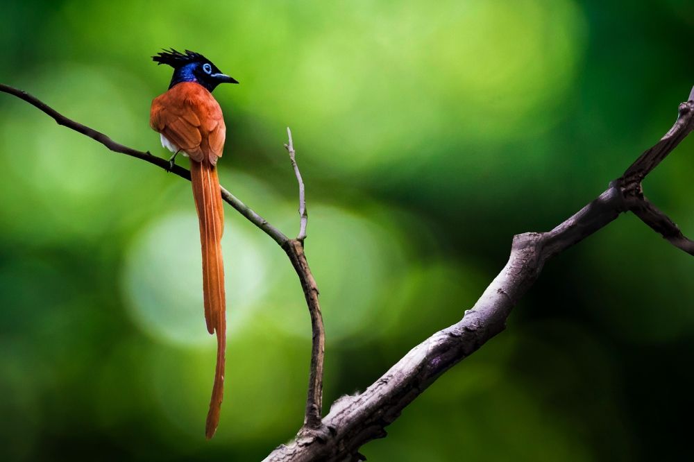 Photograph by Arindam Chowdhury