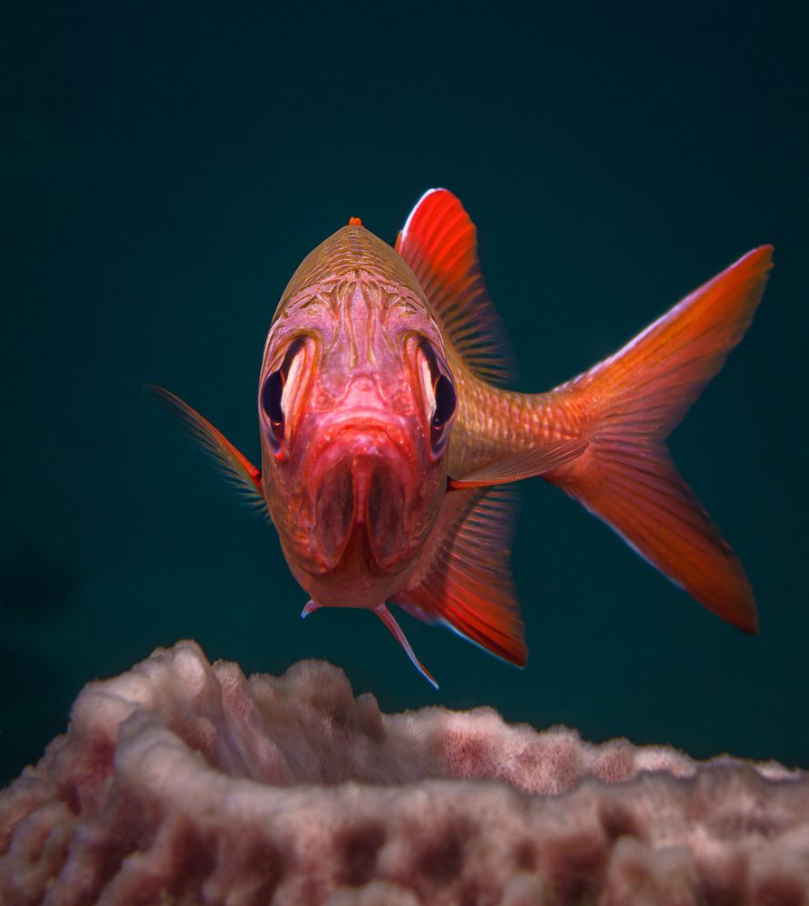 Photograph by Андрей Савин