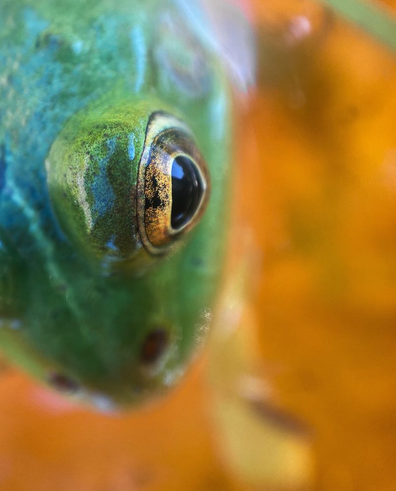 Фотография автора Анна Котлова