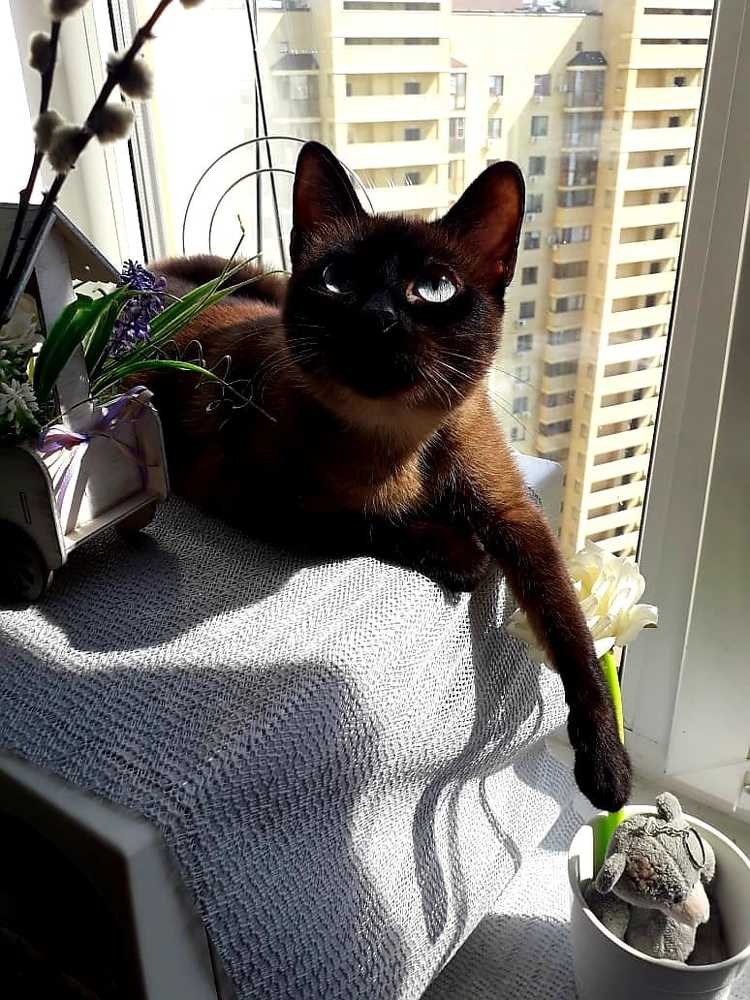Catshining