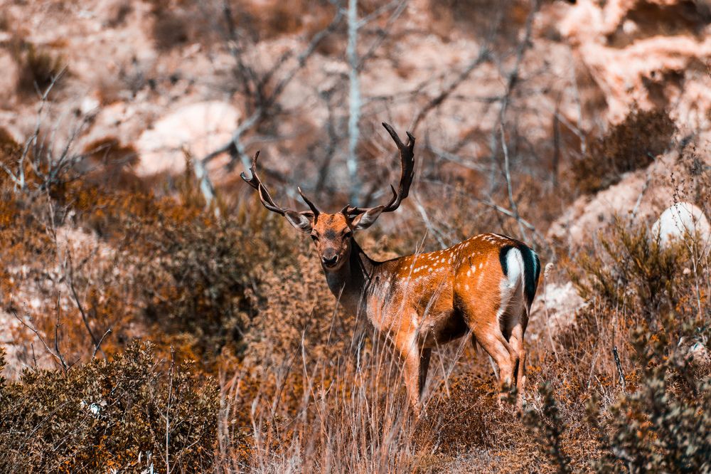 Photograph by Michael Chatzikyriakos