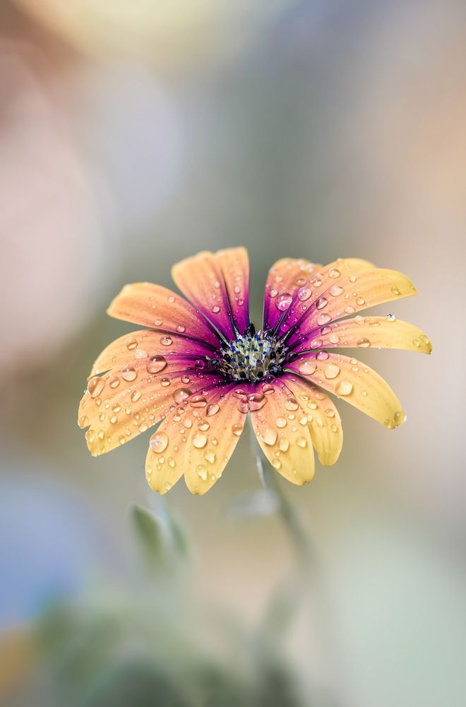 Photograph by Asisclo Isidro Jr Valdez