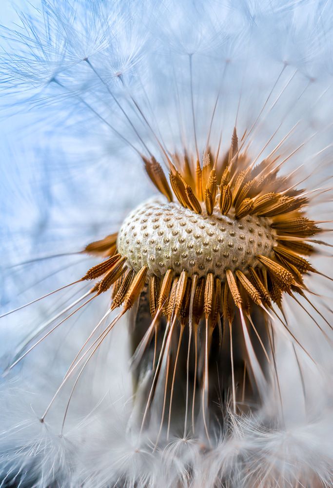 Dandelion seed