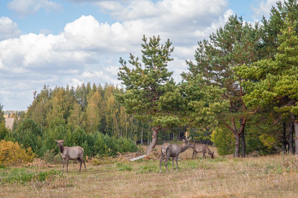 Photograph by Elvira Maksimova