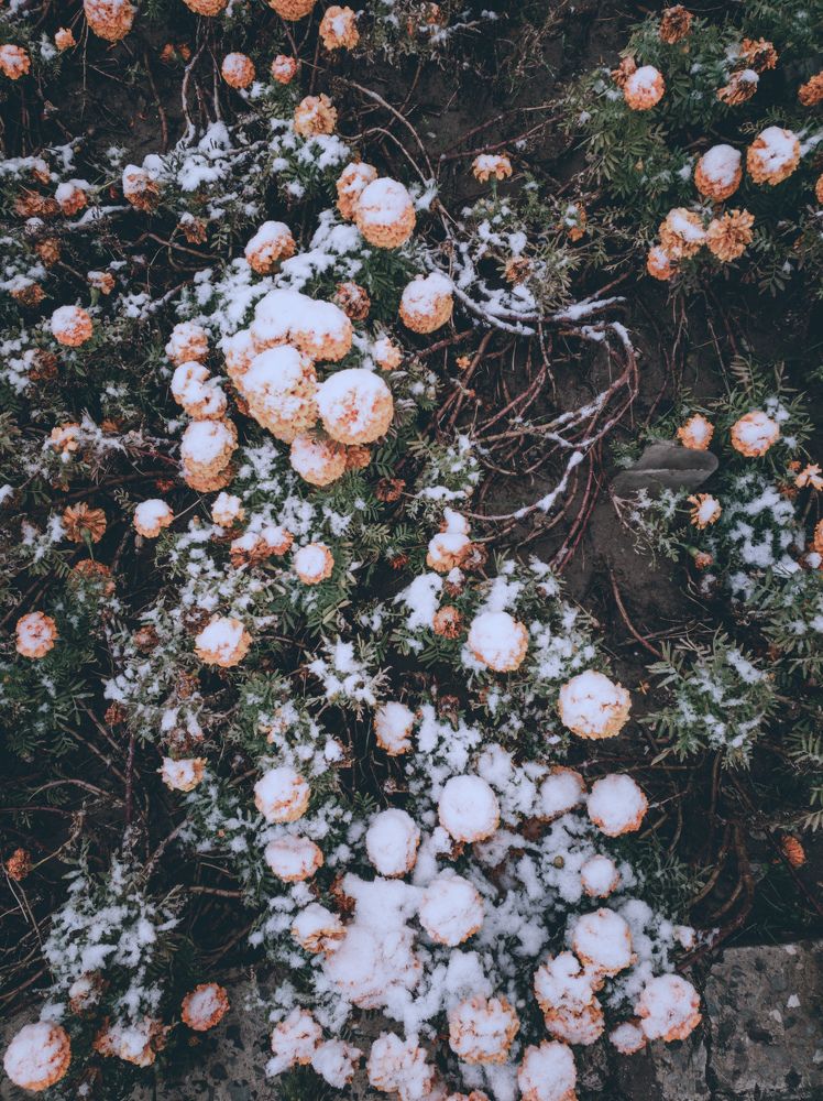 Snow ❄
