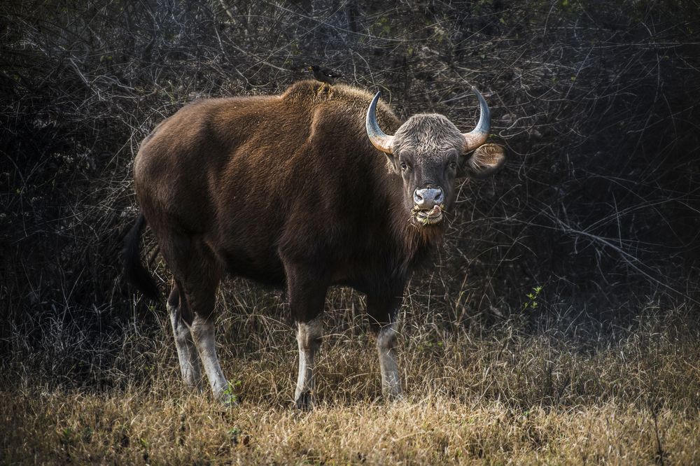 Фотография автора Murat TOPAL