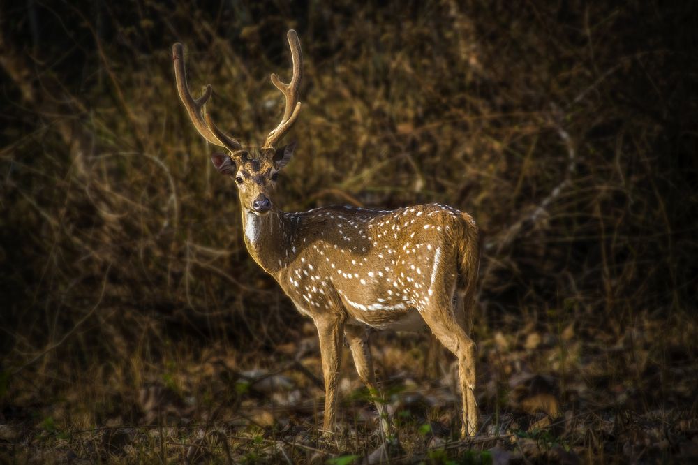 Фотография автора Murat TOPAL