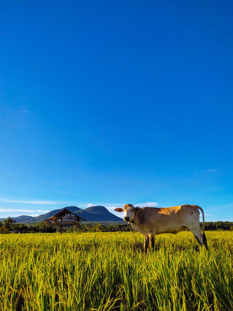 The Cow the Hut, and the Mountain