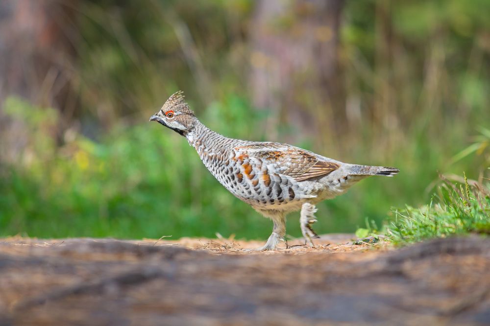 Лесной петушок