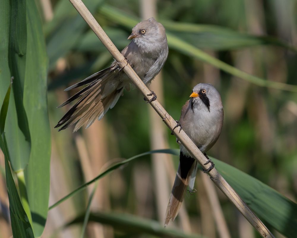 Усатая пара