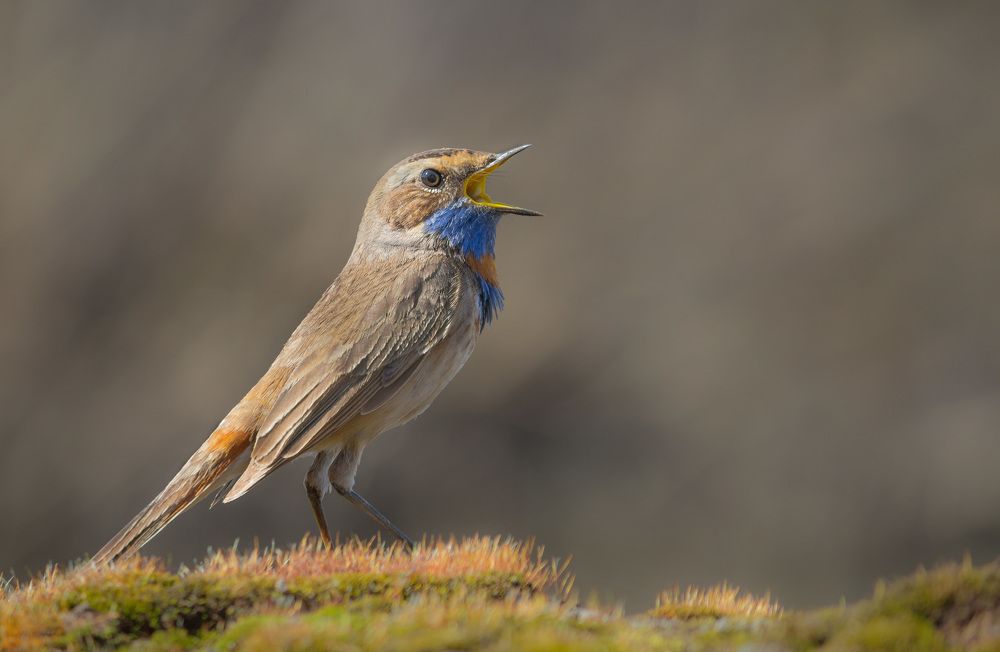 Варакушка распелся