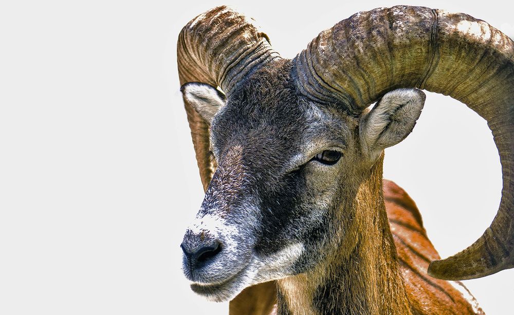 Argali