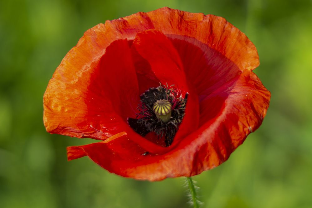 Photograph by János Rábli