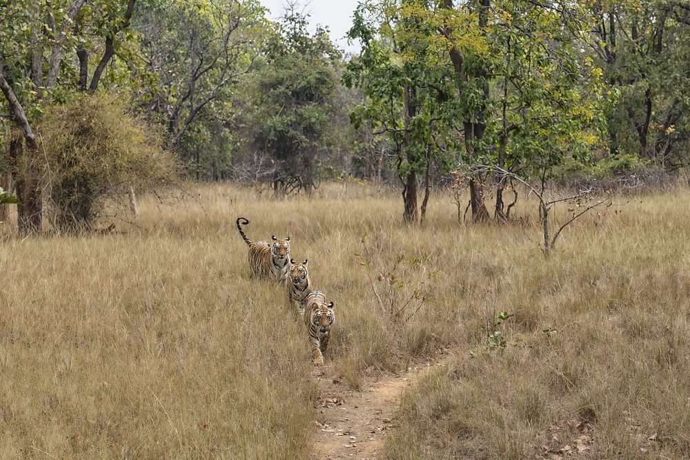 Фотография автора Sanjay Shukla