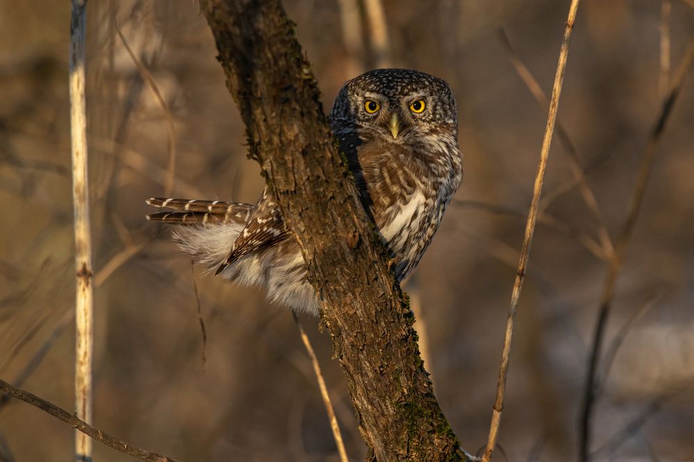 Воробьиный сыч