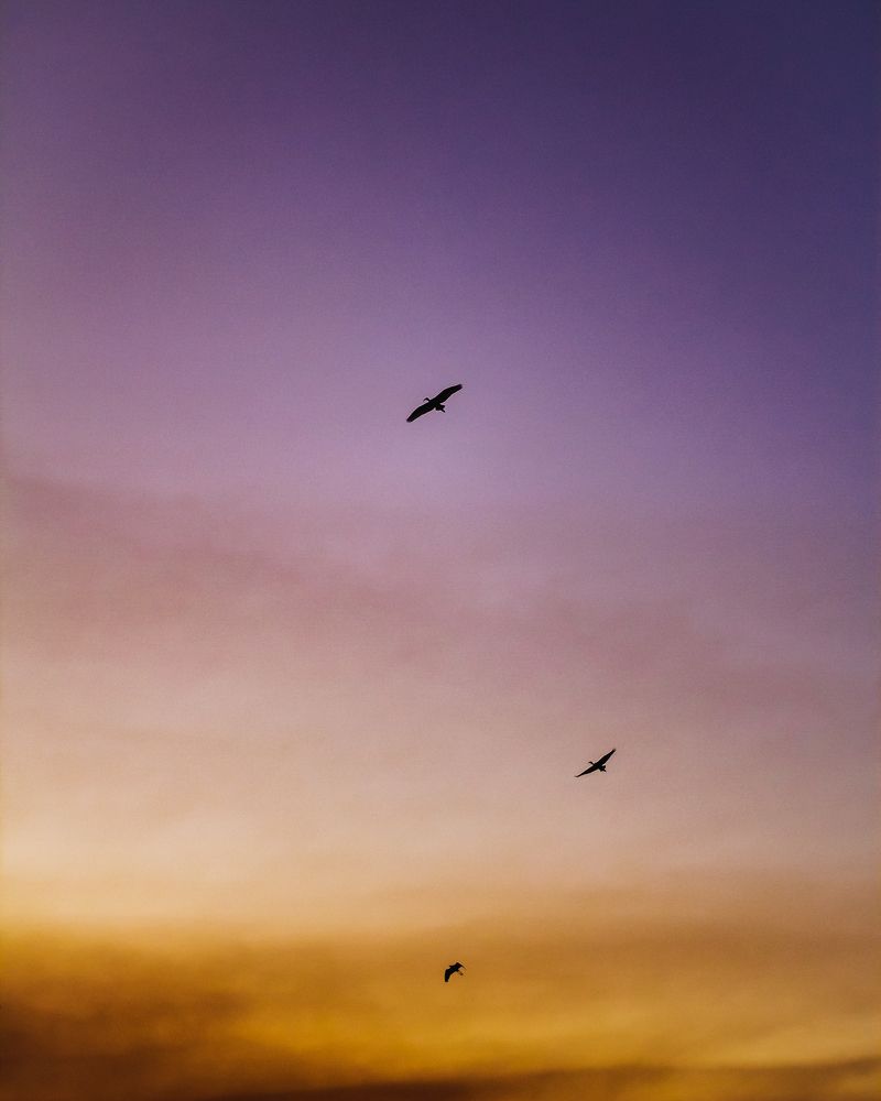 Photograph by Dylan van Vuuren