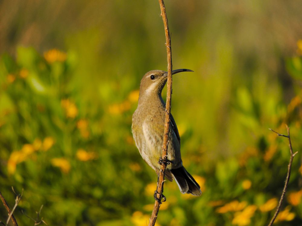 Photograph by Dylan van Vuuren