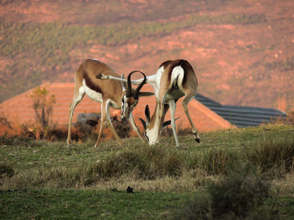 2 Springbucks fighting/playing.