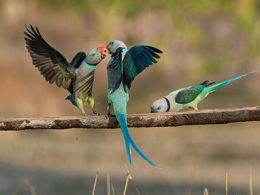 PARAKEETS COMBAT