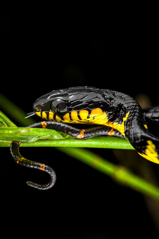 Gold Ringed Cat Snake